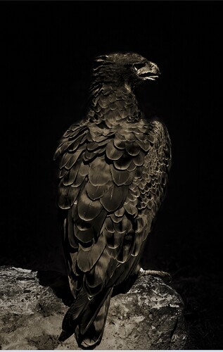 Screen Capture black eagle
